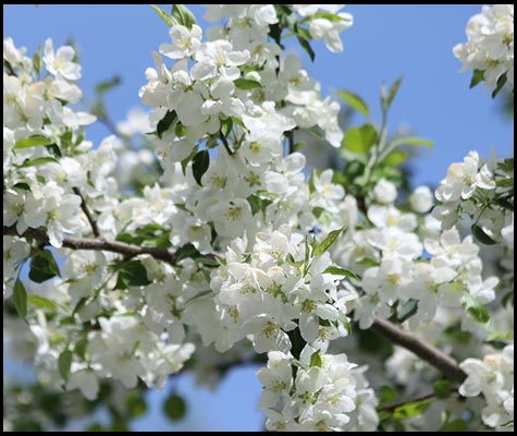 Annual Mother's Day Craft Fair